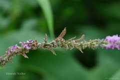 Desmodium gangeticum